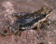 Mont Nimba viviparous toad (Nimbaphrynoides occidentalis).jpg