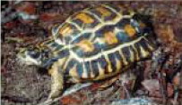 Flat-backed spider tortoise (Pyxis planicauda).jpg