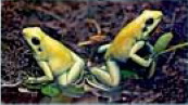 Golden poison frog (Phyllobates terribilis).jpg