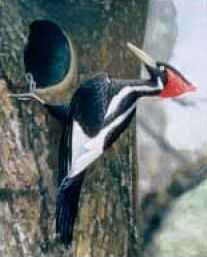 Ivory-billed woodpecker (Campephilus principalis).jpg