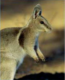 Bridled nail-tailed wallaby (Onychogalea fraenata).jpg