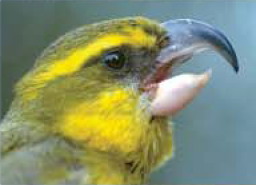 Maui parrotbill (Pseudonestor xanthophrys).jpg