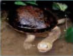 Roti Island snake-necked turtle (Chelodina mccordi).jpg