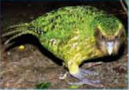 Kakapo (Strigops habroptilus).jpg