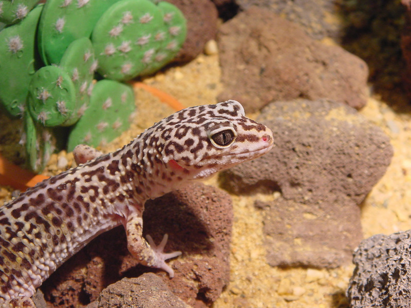 001001-luipaardgekko2 - leopard gecko.jpg