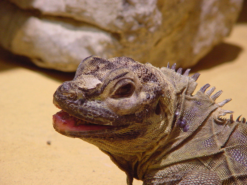 001001-woestijn leguaan - desert iguana.jpg