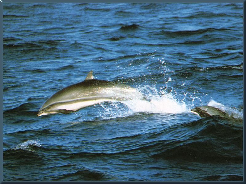 Fraser\'s Dolphin 01.jpg