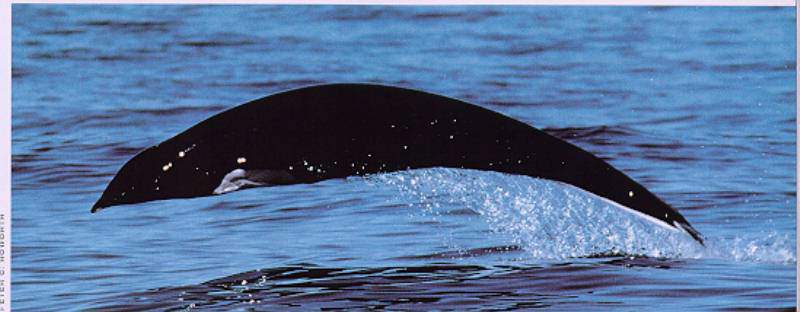 Northern Right Whale Dolphin-Full Flight.jpg