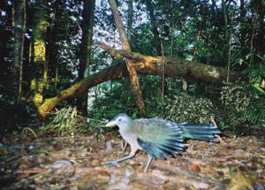Sumatran Ground-cuckoo.jpg