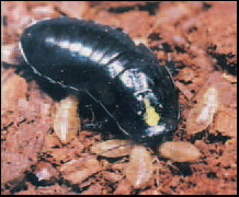 갑옷바퀴 (Cryptocercus kyebangensis).jpg