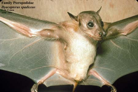 Dayak fruit bat or Dyak fruit bat (Dyacopterus spadiceus), Malaysia.jpg