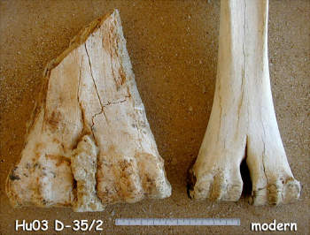 giant-camel-bones.jpg