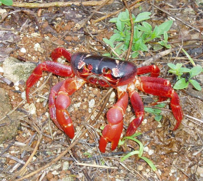 Christmas Island red crab.jpg