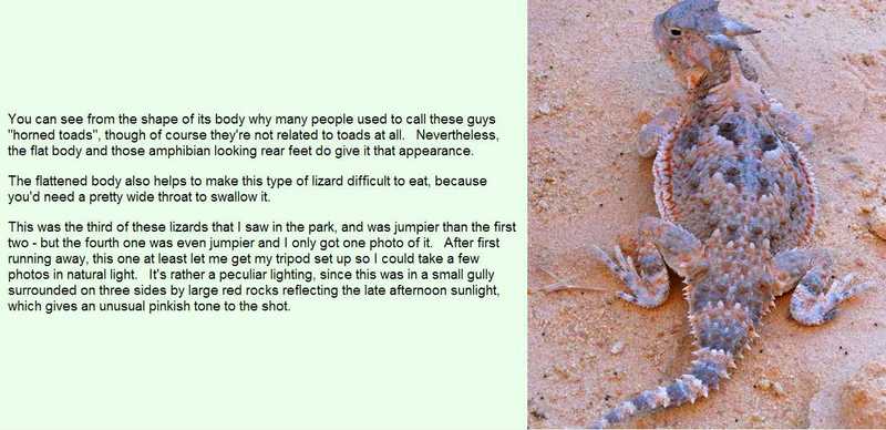 desert horned lizard.jpg