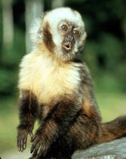 Yellow-breasted Capuchin.png