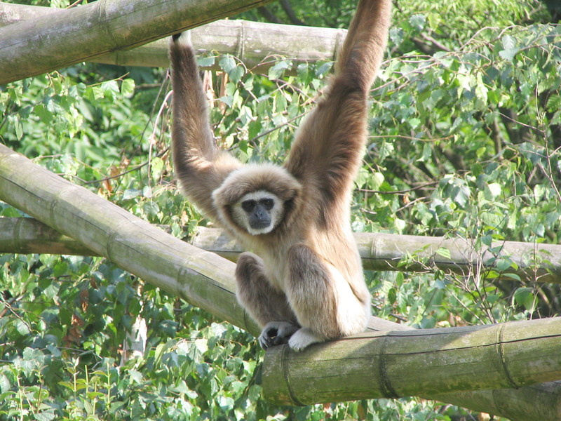 Weisshandgibbon tierpark berlin-Lar Gibbon.jpg