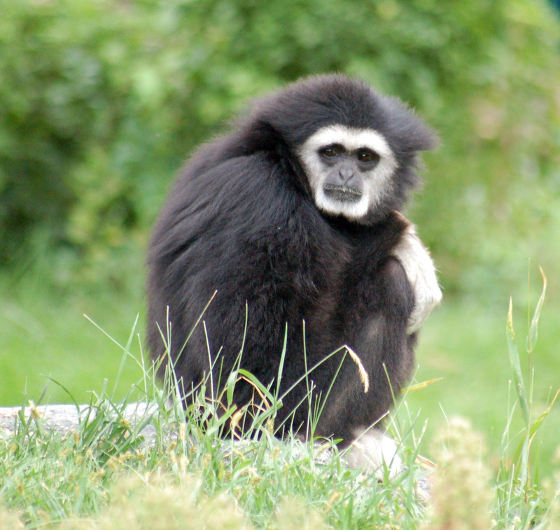 White-handed Gibbon Hylobates lar Black 1800px.jpg