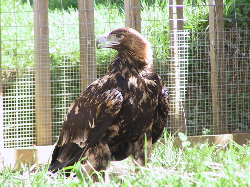 Spanish Imperial Eagle(Aquila adalberti).jpg