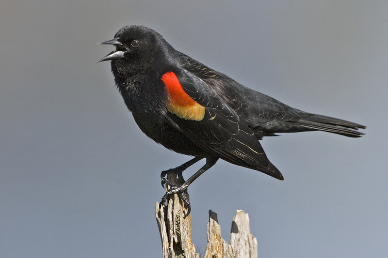 Red winged blackbird - natures pics.jpg