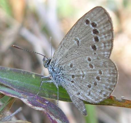 극남부전나비 Zizina otis (Lesser Grass Blue), India.jpg
