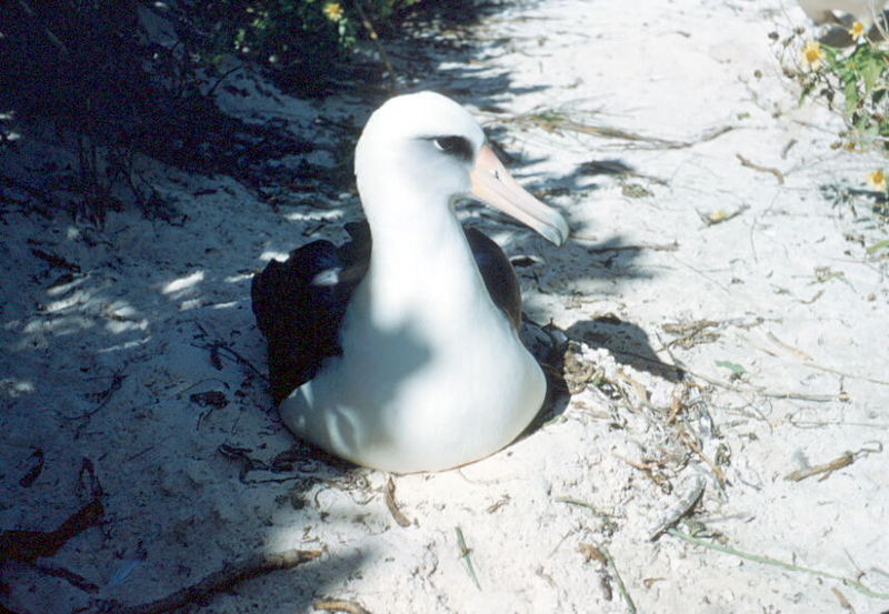Laysan albatross.jpg