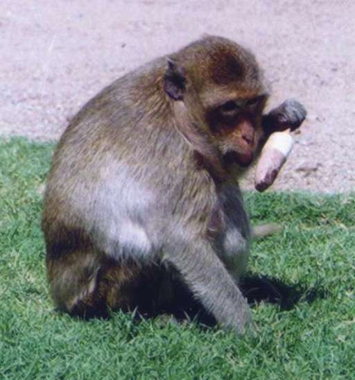 Crab Eating Macaque.jpg