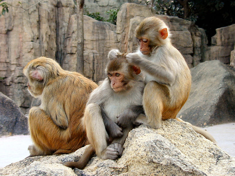 Rhesus Macaques 4528 Rhesus Monkey (Macaca mulatta).jpg