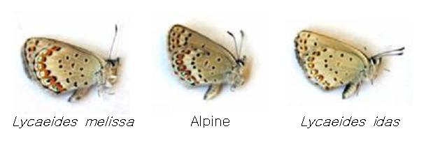 Hybrid Blue Butterfly Species - alpine Lycaeides.jpg