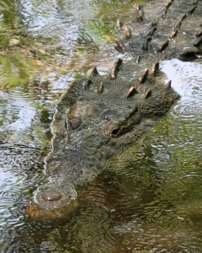Crocodylus acutus mexico 01.jpg