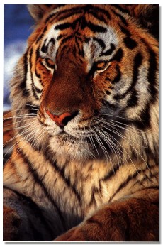 Manchurian tiger.jpg