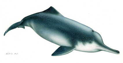 Chinese River Dolphin, Lipotes vexillifer.jpg