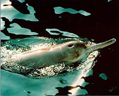 baiji2-moho12 Baiji, Chinese River Dolphin, Lipotes vexillifer.jpg
