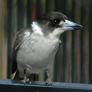 Grey butcherbird.jpg