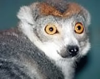 Crowned Lemur(Eulemur coronatus).jpg