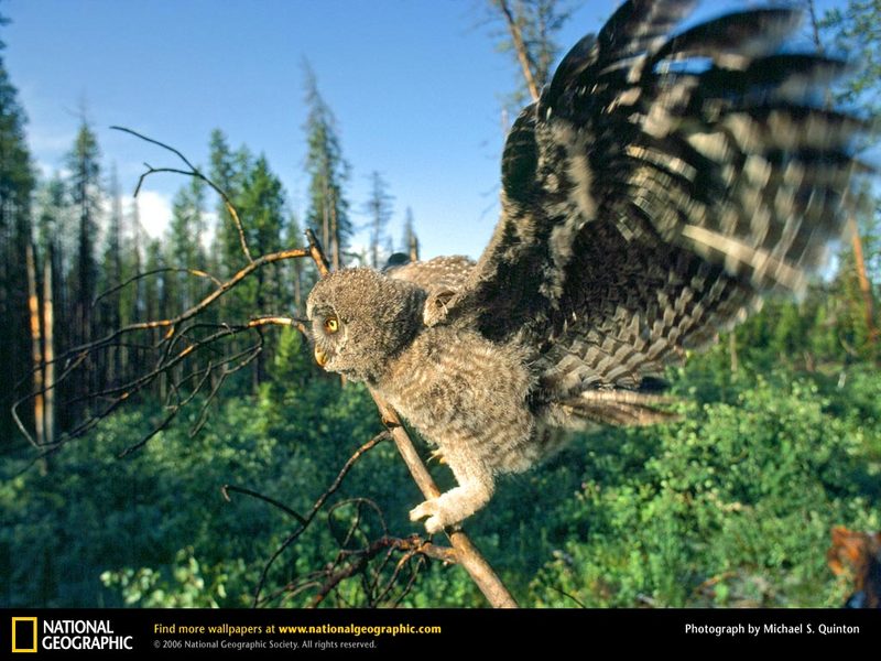 great-horned-owl.jpg