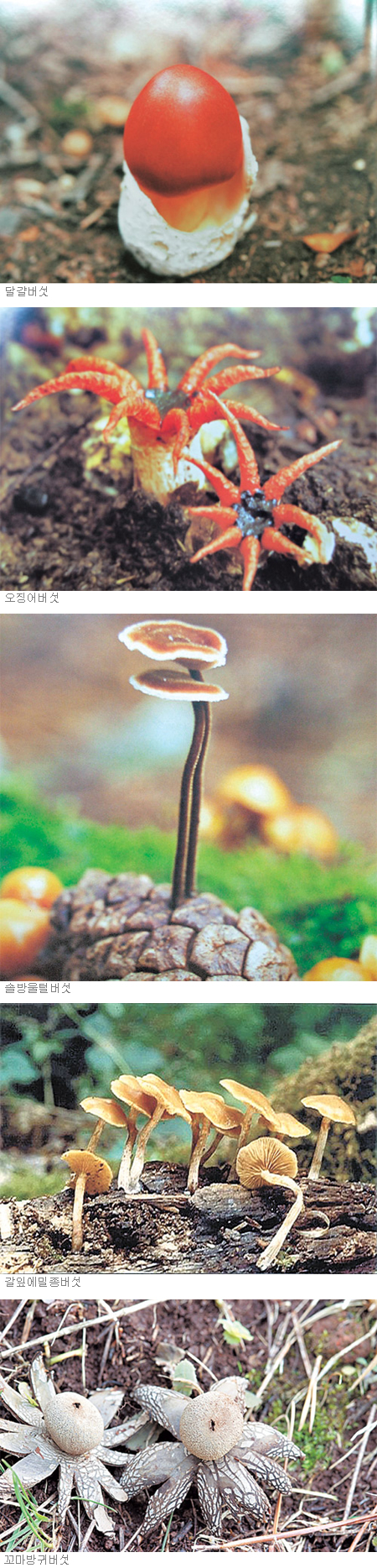 달걀버섯 오징어버섯 솔방울버섯 갈잎에밀종버섯 꼬마방귀버섯.jpg