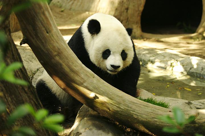 Lightmatter giant panda.jpg