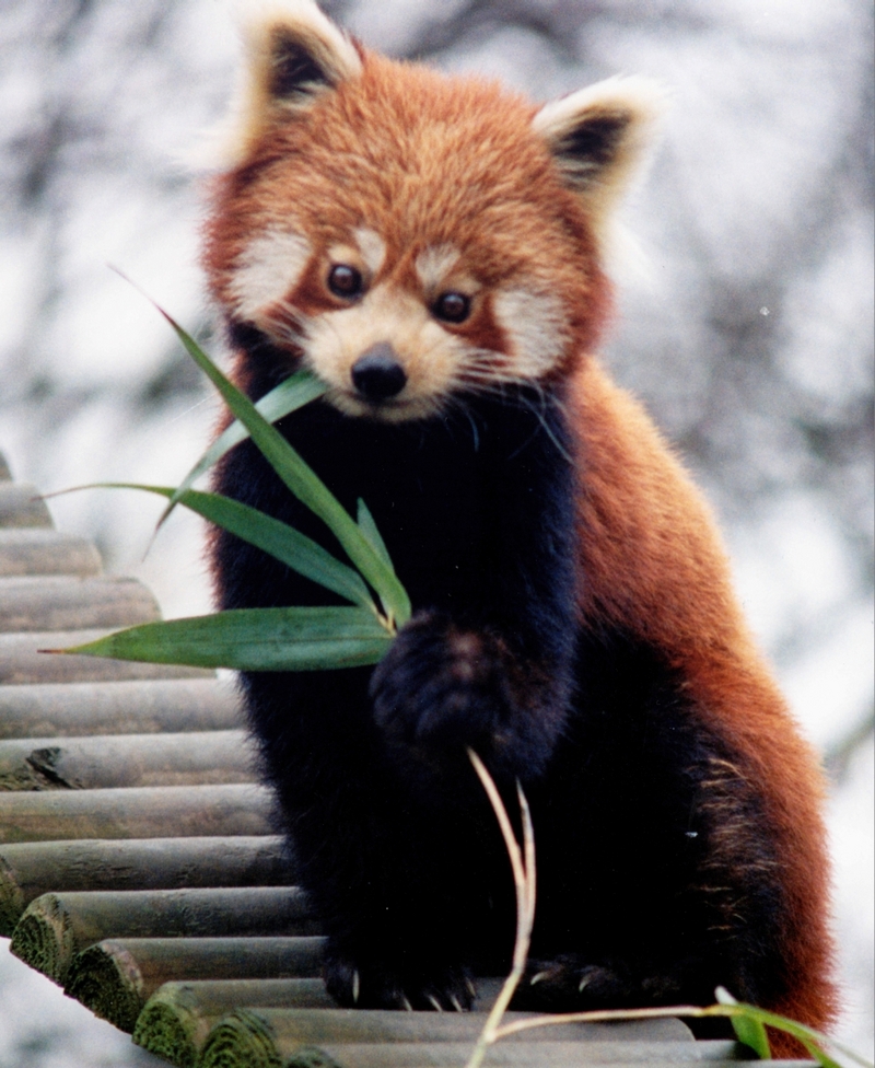 Ailurus fulgens Roter Panda Lesser Panda Red Panda.jpg