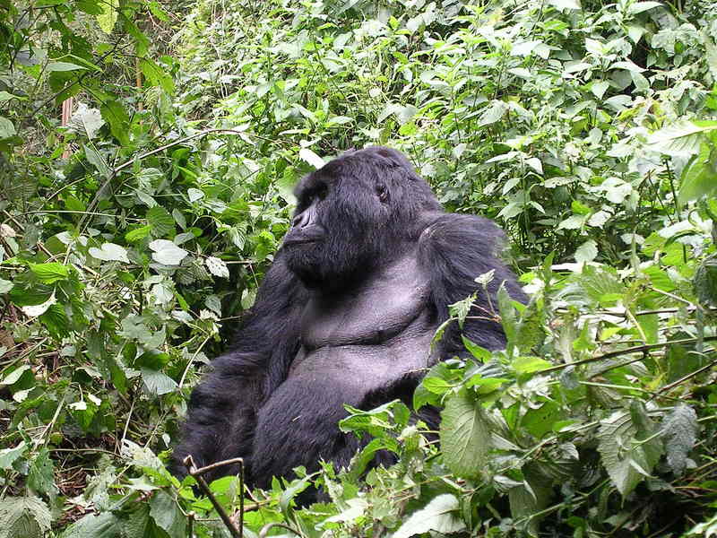 I\'m sooooo tired - Eastern Gorilla (Gorilla beringei).jpg