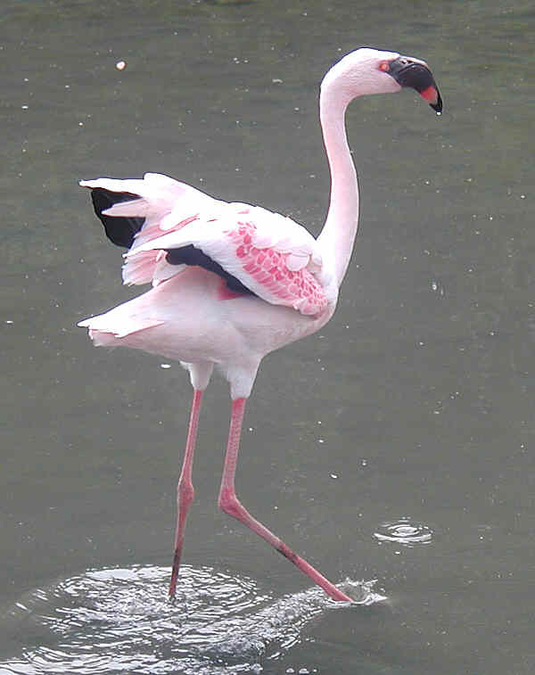 475px-Flam.lesser.600pix (Pingstone) Lesser Flamingo (Phoenicopterus minor).jpg