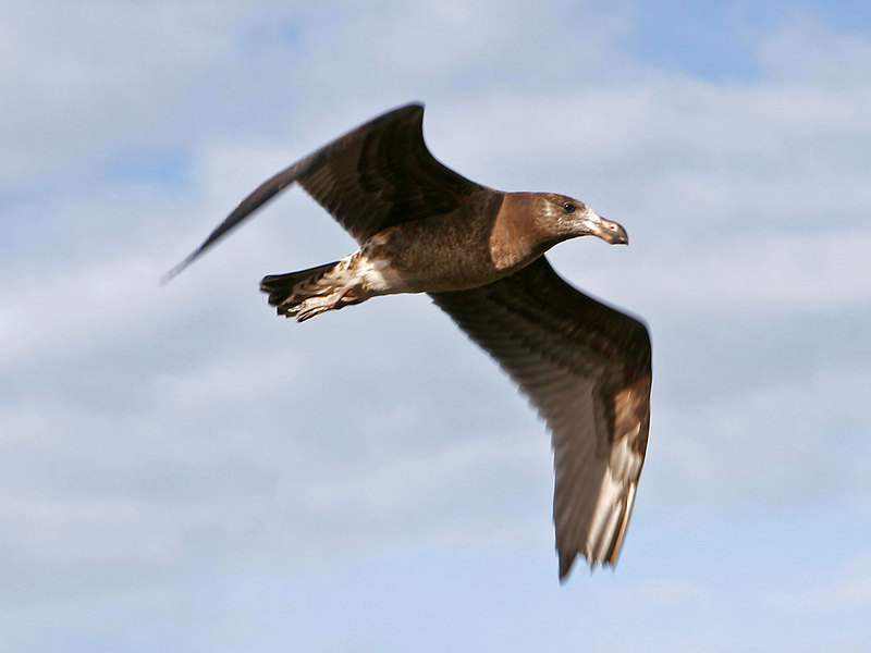 Pacific Gull (Larus pacificus) - juvenile in flight.jpg
