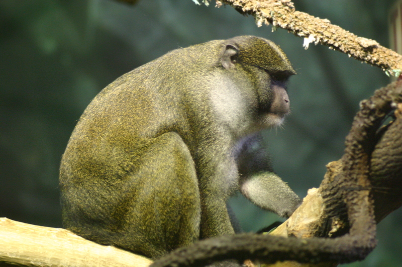 Allens swamp monkey-Allenopithecus nigroviridis.jpg