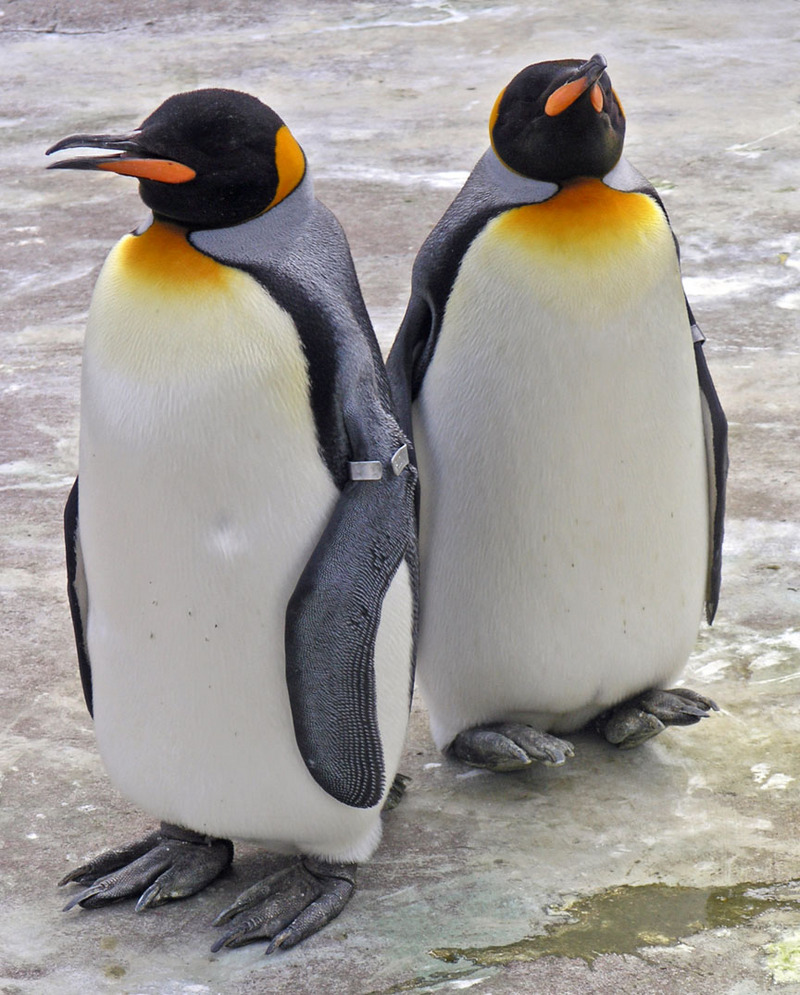 King Penguins Edinburgh Zoo 2004 SMC.jpg