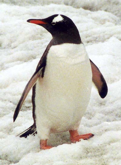 Gentoo Penguin(Pygoscelis papua).jpg