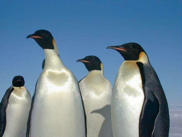 Emperor Penguin (Aptenodytes forsteri).jpg