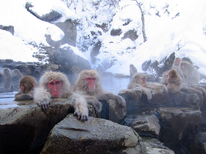 Snow Monkeys Jigokudani hotspring in Nagano Japan 001-Japanese Macaques (Macaca fuscata).jpg