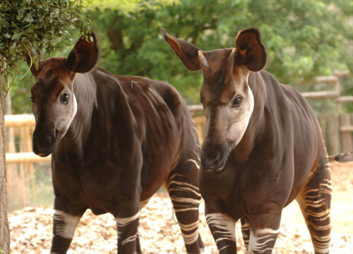 런던동물원의 오카피 Okapi.jpg