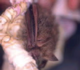 작은관코박쥐 Murina ussuriensis (Ussuri Tube-nosed Bat).jpg