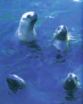 큰바다사자 Eumetopias jubatus (Steller Sea Lion).jpg