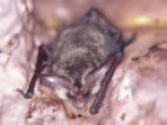 토끼박쥐 Plecotus auritus (Brown Long-eared Bat).jpg